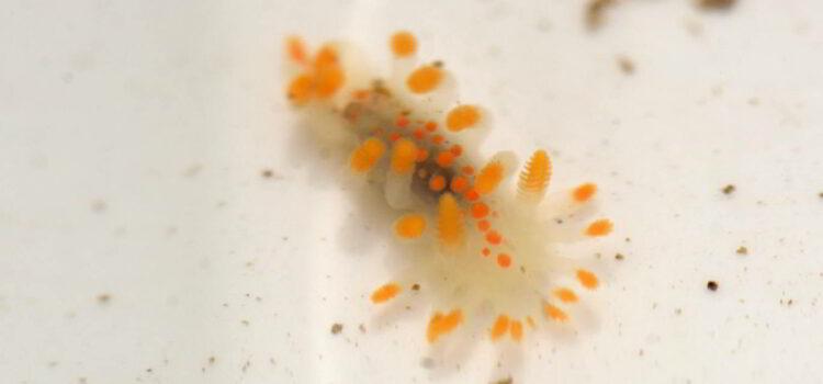 Orange-Clubbed Sea Slug (Limacia clavigera) – seen at Greencliff